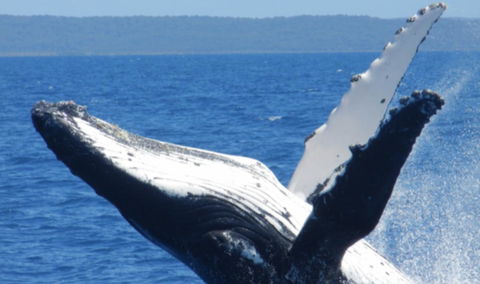 Fairways Golf & Beach Retreat Bribie Island - Accommodation Bookings 14