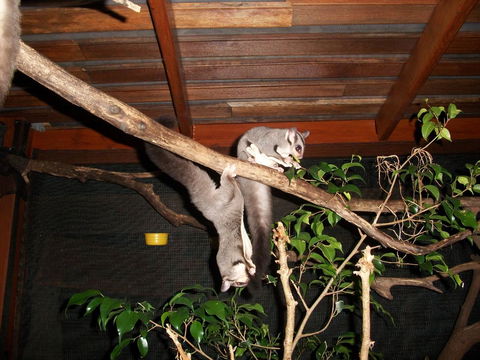 Forest Lodge: Little Villa - Accommodation Bookings 1