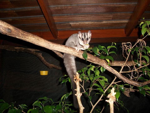 Forest Lodge: Little Villa - Accommodation Bookings 18