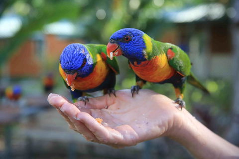 Tasman Holiday Parks - Airlie Beach - Accommodation Bookings 17
