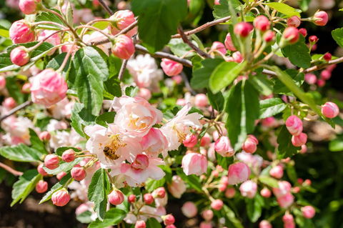 Apple Blossom Cottages - Accommodation Bookings 3