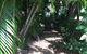 Casuarina - thumb 12