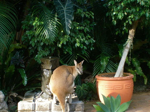 Bluewater Bed & Breakfast Cairns - Accommodation Bookings 22