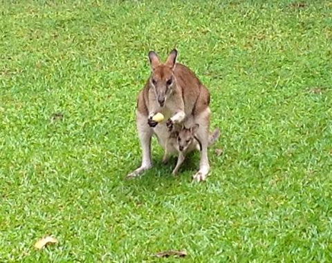 Bluewater Bed & Breakfast Cairns - Accommodation Bookings 6