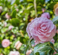 Wentworth Rose - Accommodation Bookings