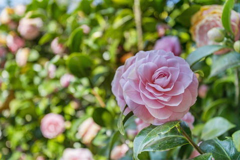 Wentworth Rose - Accommodation Bookings 0