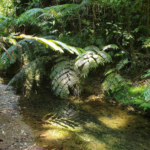 A Daintree Garden - Accommodation Bookings 4