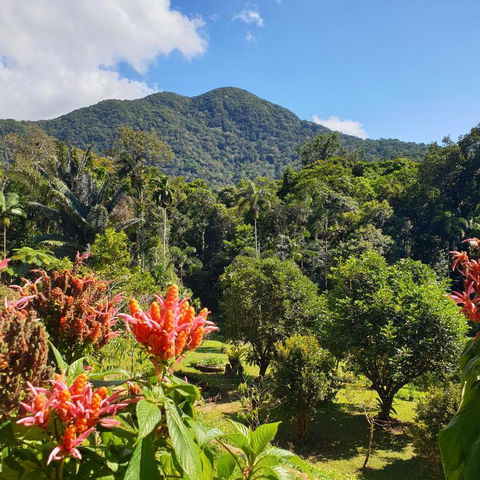 A Daintree Garden - Accommodation Bookings 2