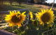 Abington Farm B & B - thumb 4