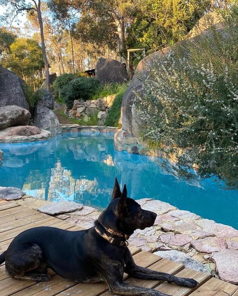 A Paradise For Dogs And A Magical Retreat For Hoomans - Accommodation Bookings 4