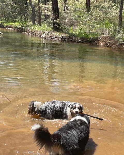 A Paradise For Dogs And A Magical Retreat For Hoomans - Accommodation Bookings 2