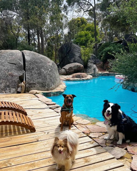 A Paradise For Dogs And A Magical Retreat For Hoomans - Accommodation Bookings 1