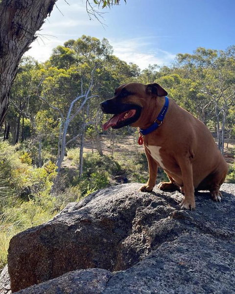 A Paradise For Dogs And A Magical Retreat For Hoomans - Accommodation Bookings 3