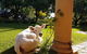 AL RU Farm - thumb 3