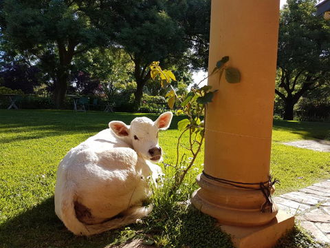 AL RU Farm - Accommodation Bookings 3
