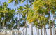 Alamanda - Suite 46 - thumb 1