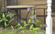 Amalie Cottage Waikerie Unit 1 - thumb 2