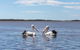 Amazing Ansons Bay Remote Paradise For The Family In The Bay Of Fires Area - thumb 2