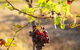Among The Vines - thumb 3