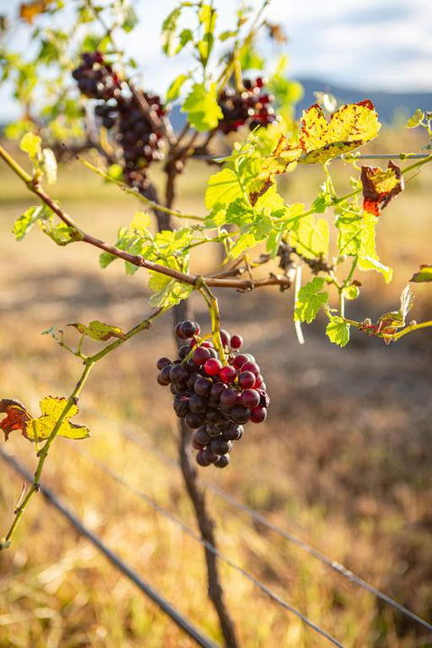 Among The Vines - Accommodation Bookings 3