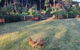Angaston By The Winter Creek - thumb 0