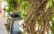 Argent Abode CBD - thumb 1