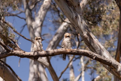 Avoca Cottages VICTORIA - Accommodation Bookings 2