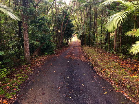 Daintree Manor B&B - Accommodation Bookings 12