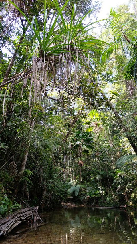 Daintree Manor B&B - Accommodation Bookings 7