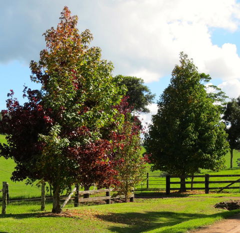 Maleny Springs Farm - Accommodation Bookings 26