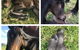 Maleny Springs Farm - thumb 29