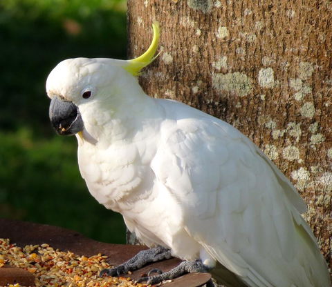 Maleny Springs Farm - Accommodation Bookings 40