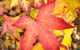 Maleny Springs Farm - thumb 38