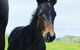 Maleny Springs Farm - thumb 12