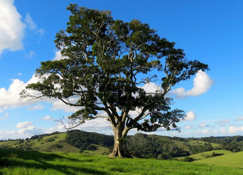 Maleny Springs Farm - Accommodation Bookings 32