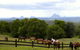 Maleny Springs Farm - thumb 39