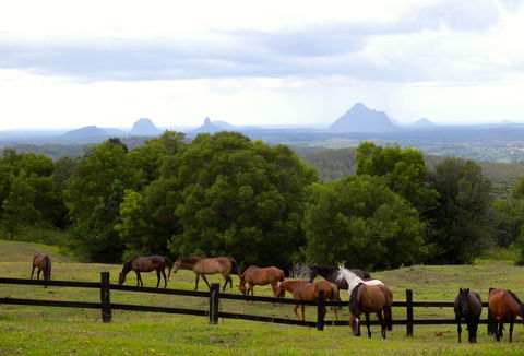 Maleny Springs Farm - Accommodation Bookings 39