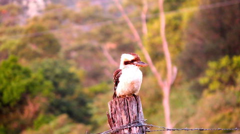 Maleny Springs Farm - Accommodation Bookings 25