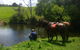 Maleny Springs Farm - thumb 36