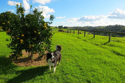 Maleny Springs Farm - Accommodation Bookings 31