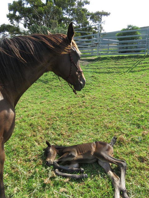 Maleny Springs Farm - Accommodation Bookings 15