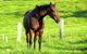 Maleny Springs Farm - thumb 27