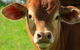 Maleny Springs Farm - thumb 9