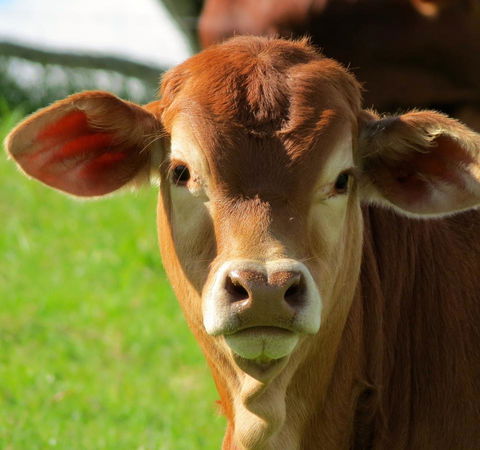 Maleny Springs Farm - Accommodation Bookings 9
