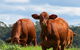 Maleny Springs Farm - thumb 24
