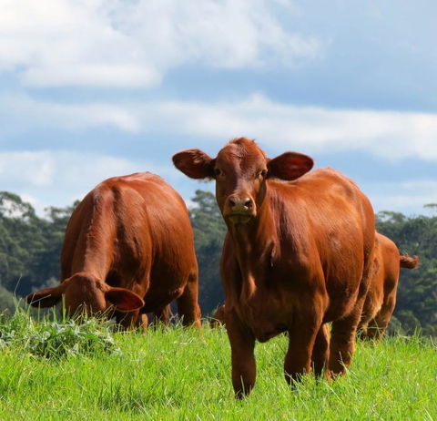 Maleny Springs Farm - Accommodation Bookings 24