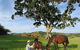 Maleny Springs Farm - thumb 5