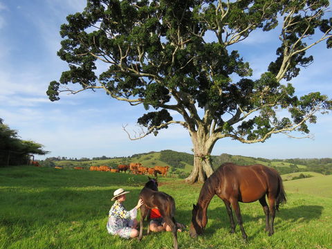 Maleny Springs Farm - Accommodation Bookings 5