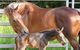 Maleny Springs Farm - thumb 18