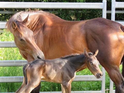 Maleny Springs Farm - Accommodation Bookings 18